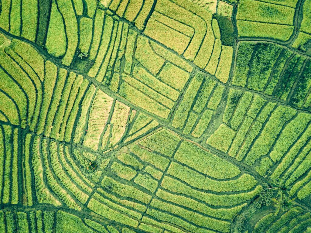 A green rice field with a bird's eye view perspective.